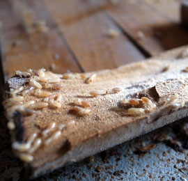Live termites feasting on a wood floor inside a home near Salt Lake City, UT.